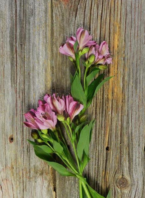 NAPOLI LILAC ALSTROEMERIA